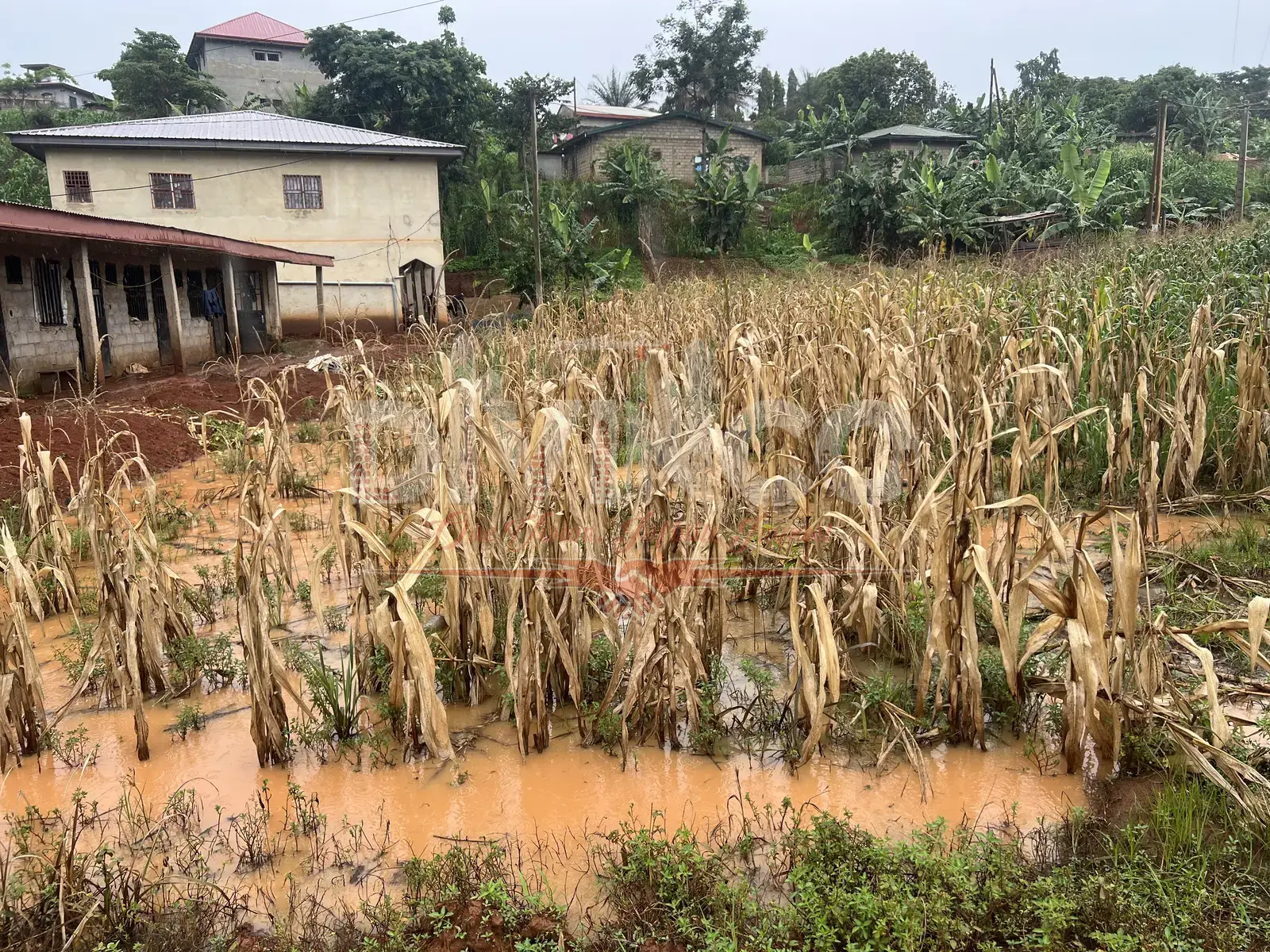 Heavy-Weight SPT — G+4 Building, Yaoundé — photo 12